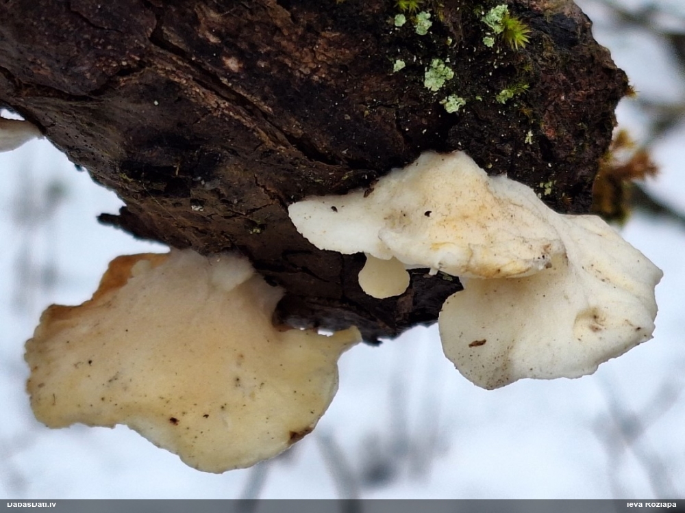 Mīkstpiepe Postia sp.