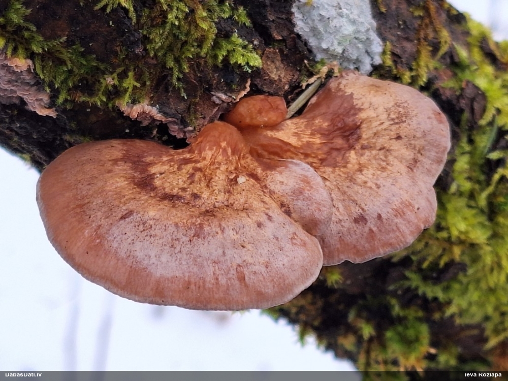 Vēlā pundurkamolene