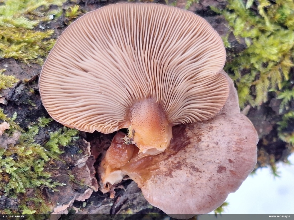 Vēlā pundurkamolene