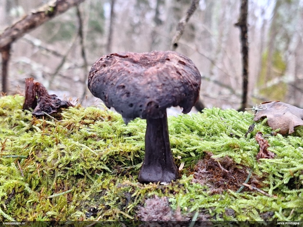 Lapiņsēne (nenosakāma)