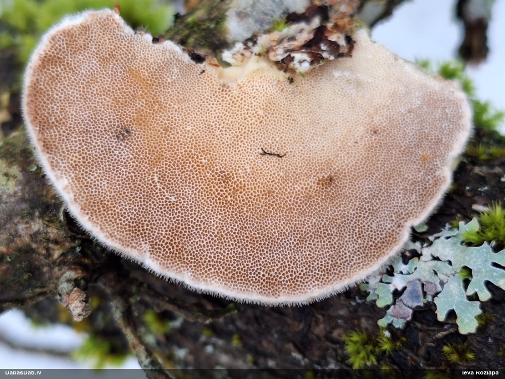 Sarainā tauriņpiepe