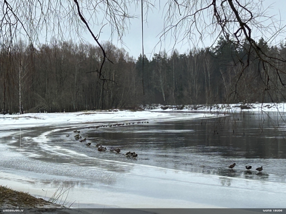 кряква