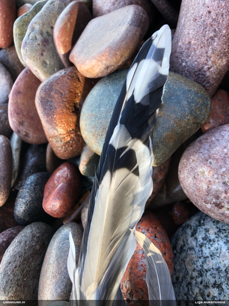 Kaija Larus sp.