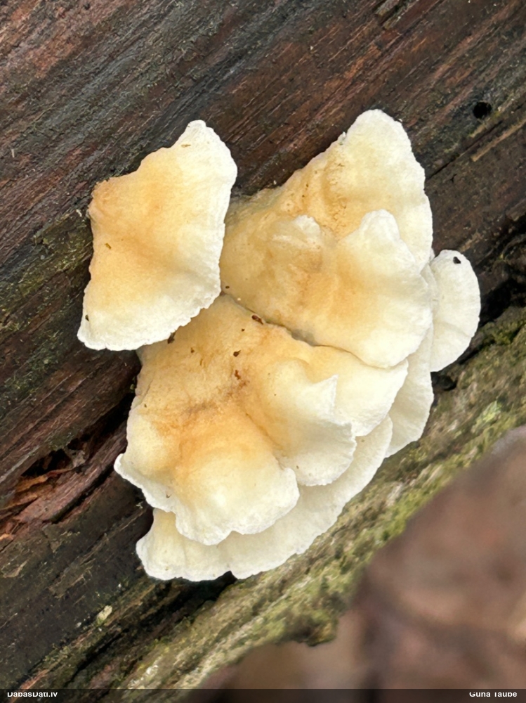 Cirtainā kroklapīte