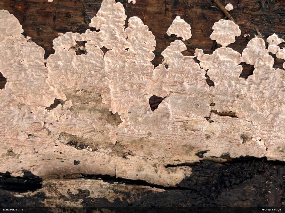 Sēne Corticium roseum