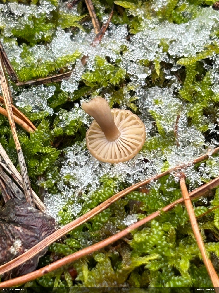 Lapiņsēne (nenosakāma)