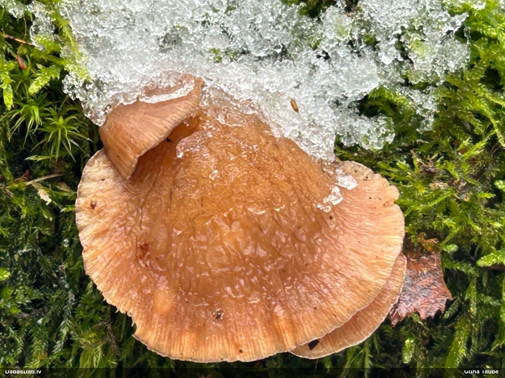 Vēlā pundurkamolene