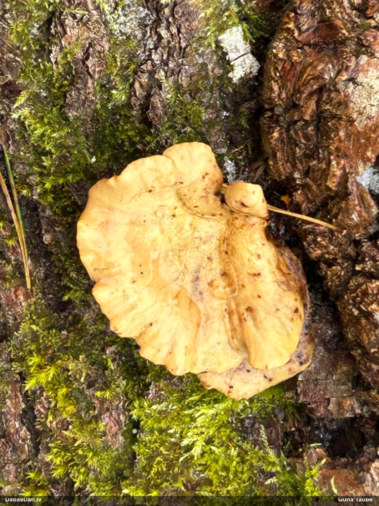 Mainīgā kātiņpiepe