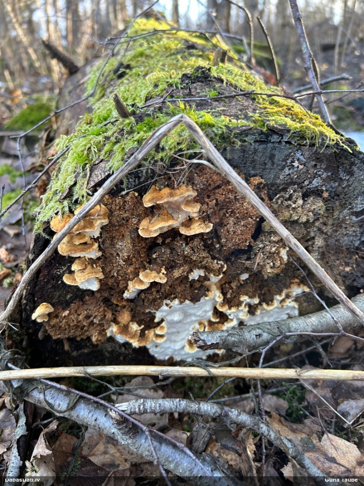 Egļu sakņupiepe