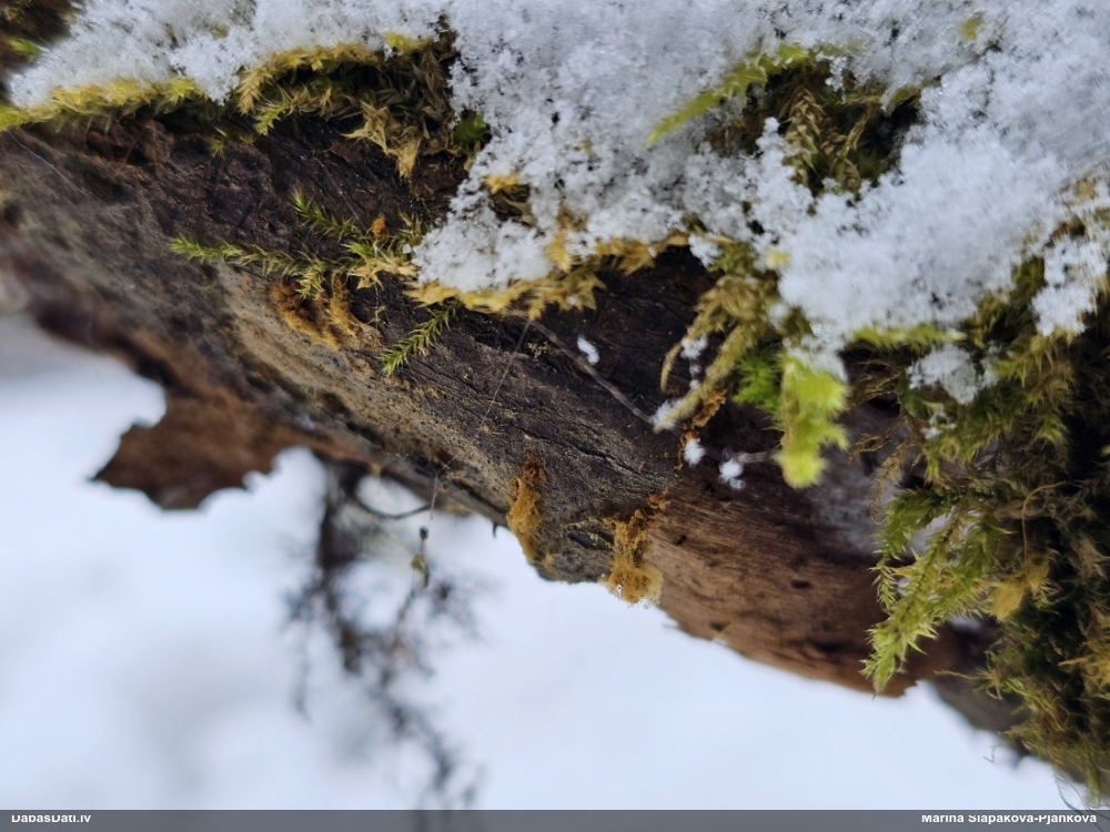 Zeltsporu čūskaine