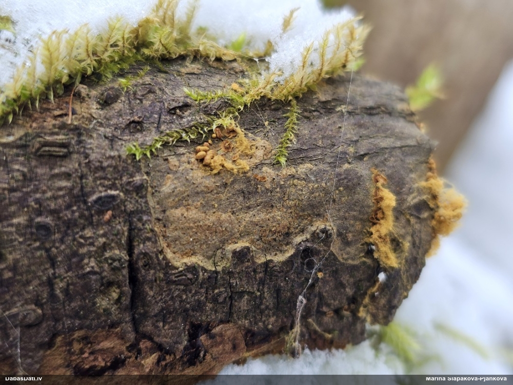 Zeltsporu čūskaine