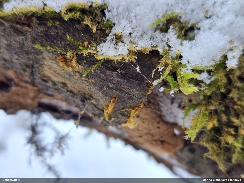 Zeltsporu čūskaine