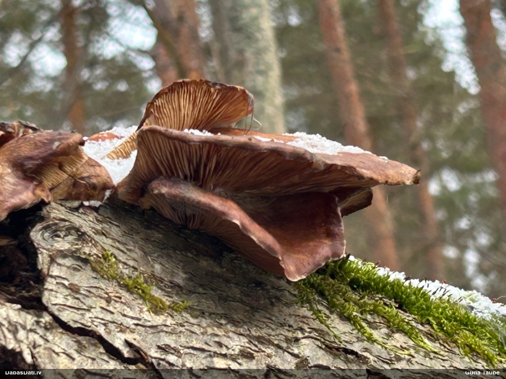 Vēlā pundurkamolene