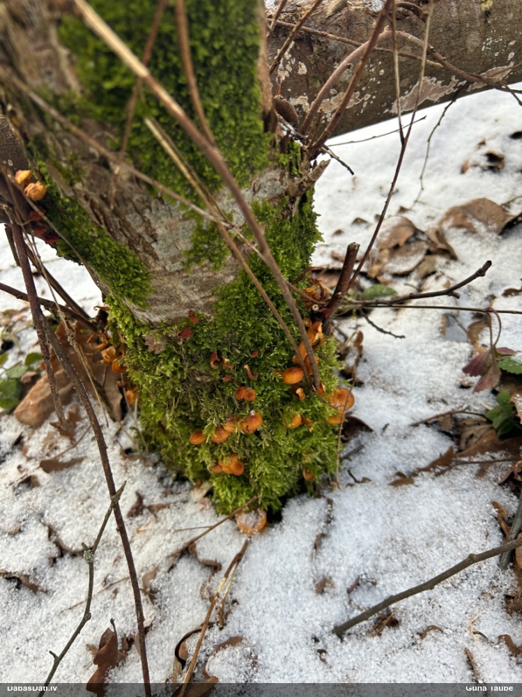 Samtainā ziemene (ziemas celmene)