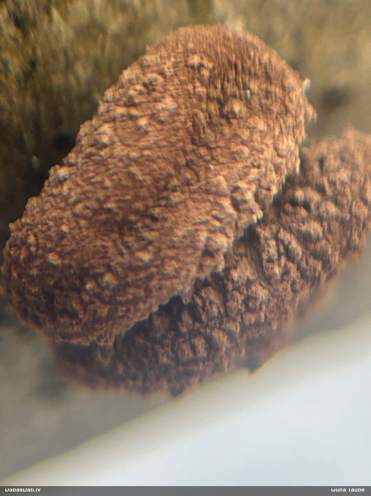 Lazdu graudaine