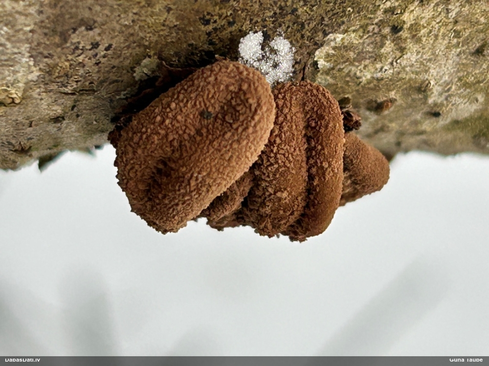 Lazdu graudaine