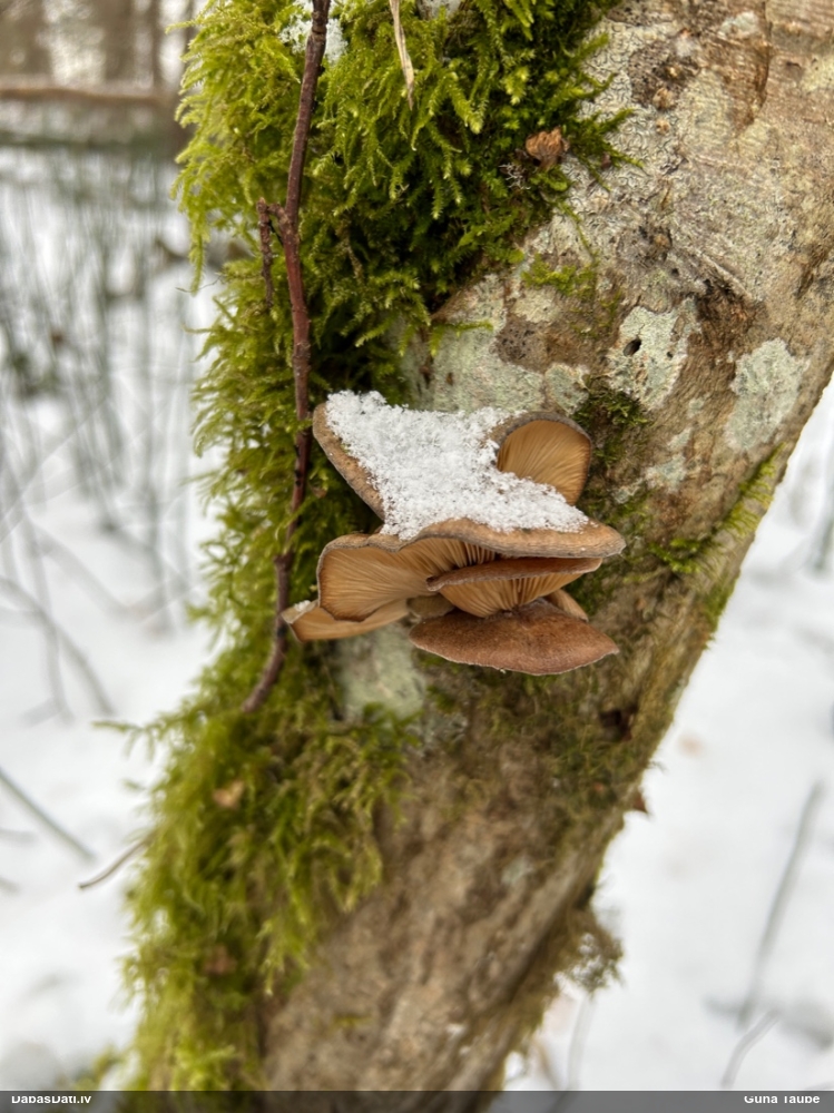 Vēlā pundurkamolene