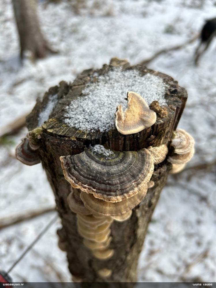 Raibā tauriņpiepe