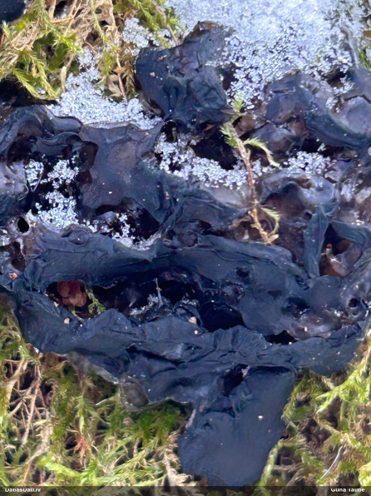 Black Jelly Roll