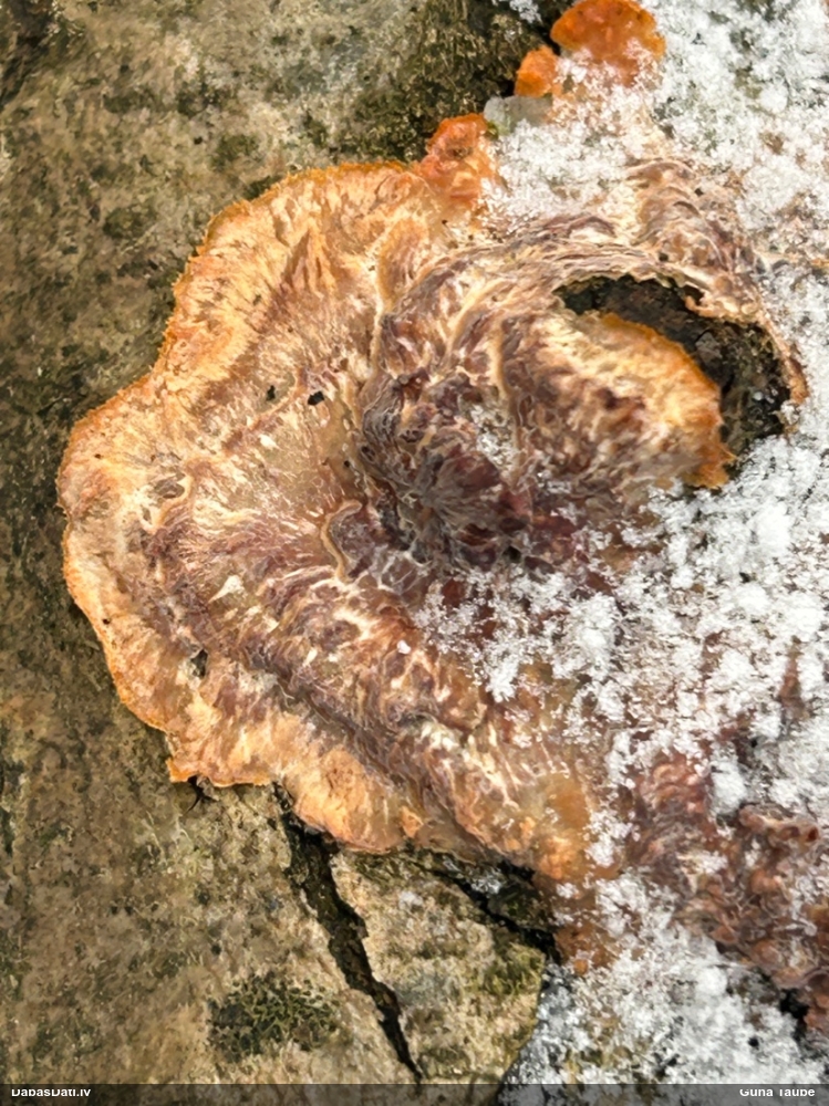 Starainā flēbija