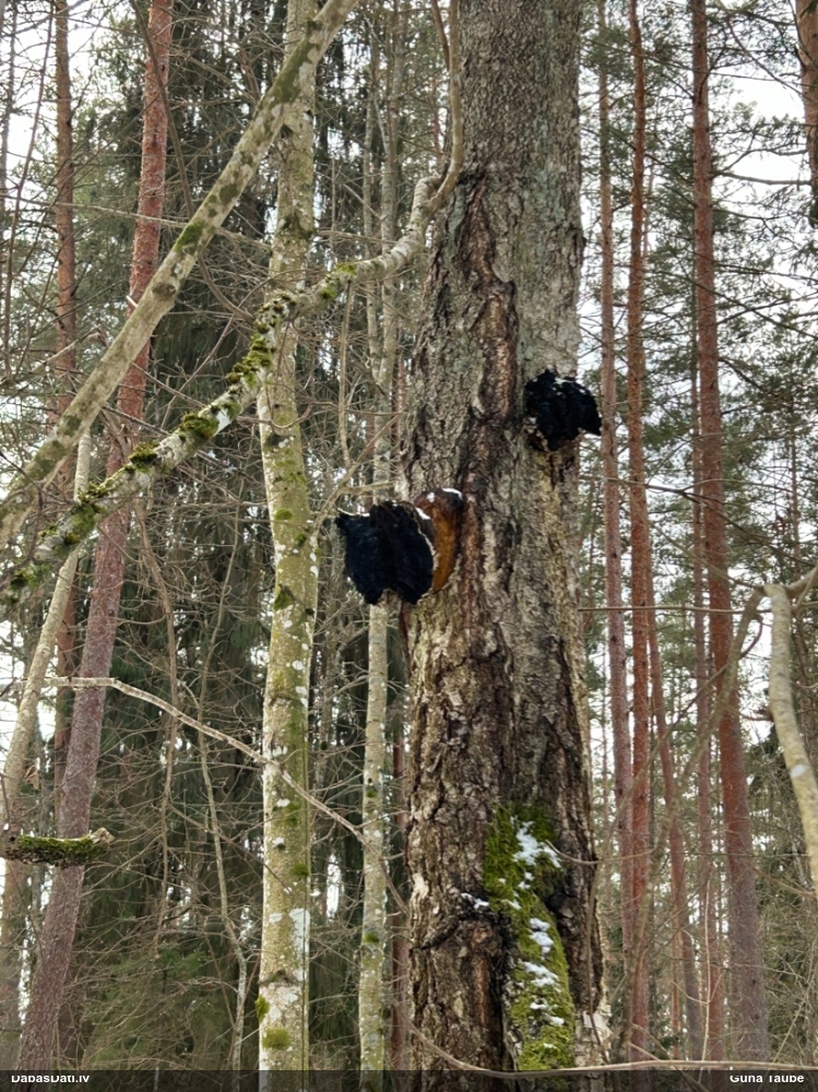 Melnā spulgpiepe, čaga