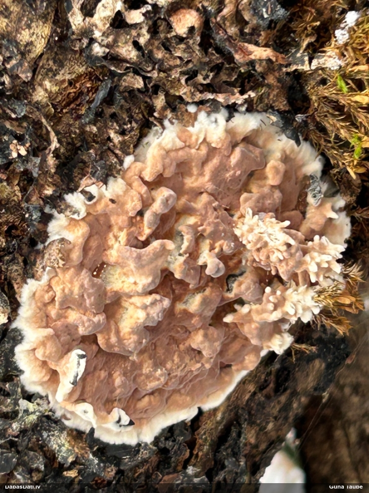 Klājeniska sēne (nenoteikta)