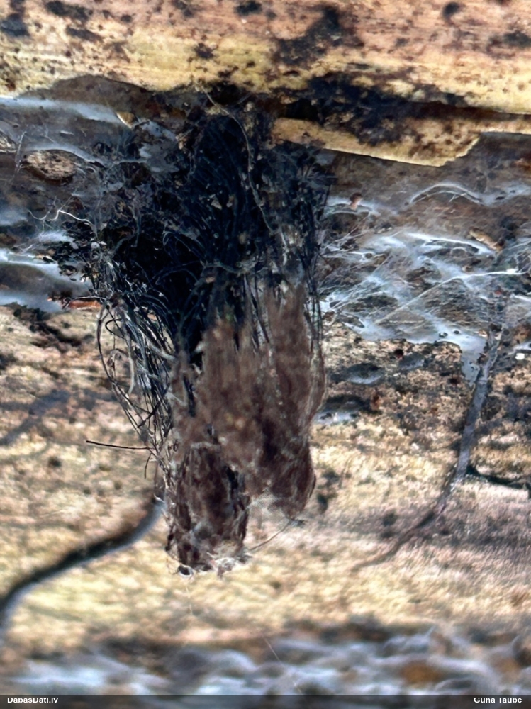 Šokolādes gļotsēne (nenoteikta)