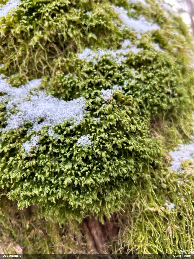 Tievā gludlape