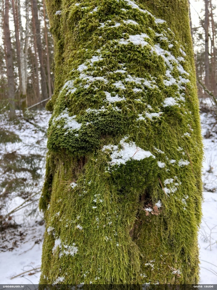 Tievā gludlape