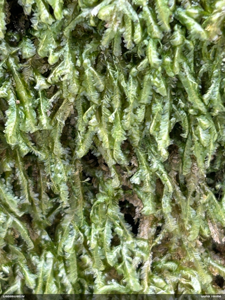 Tievā gludlape