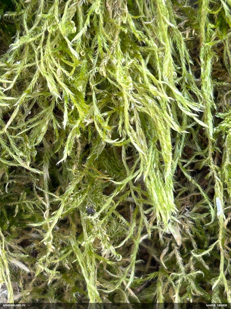 Diegu hipns