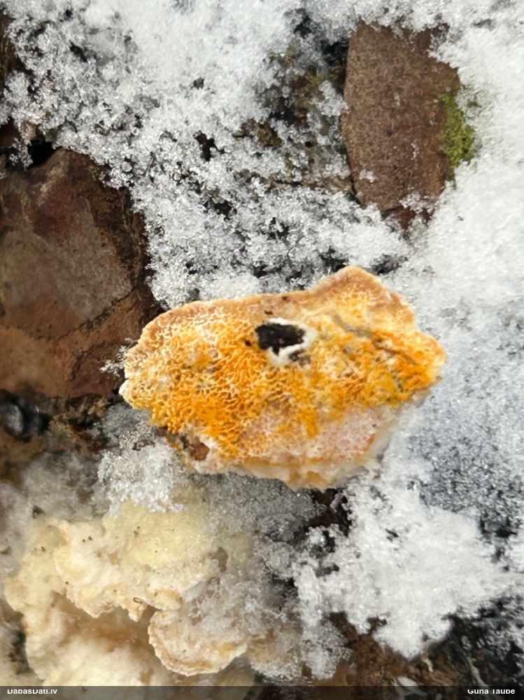 Piepe (nenoteikta)