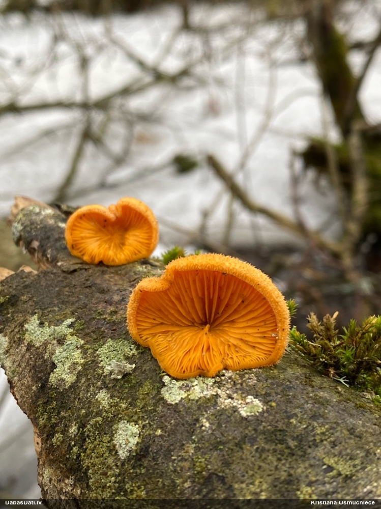 Oranžā puslocene