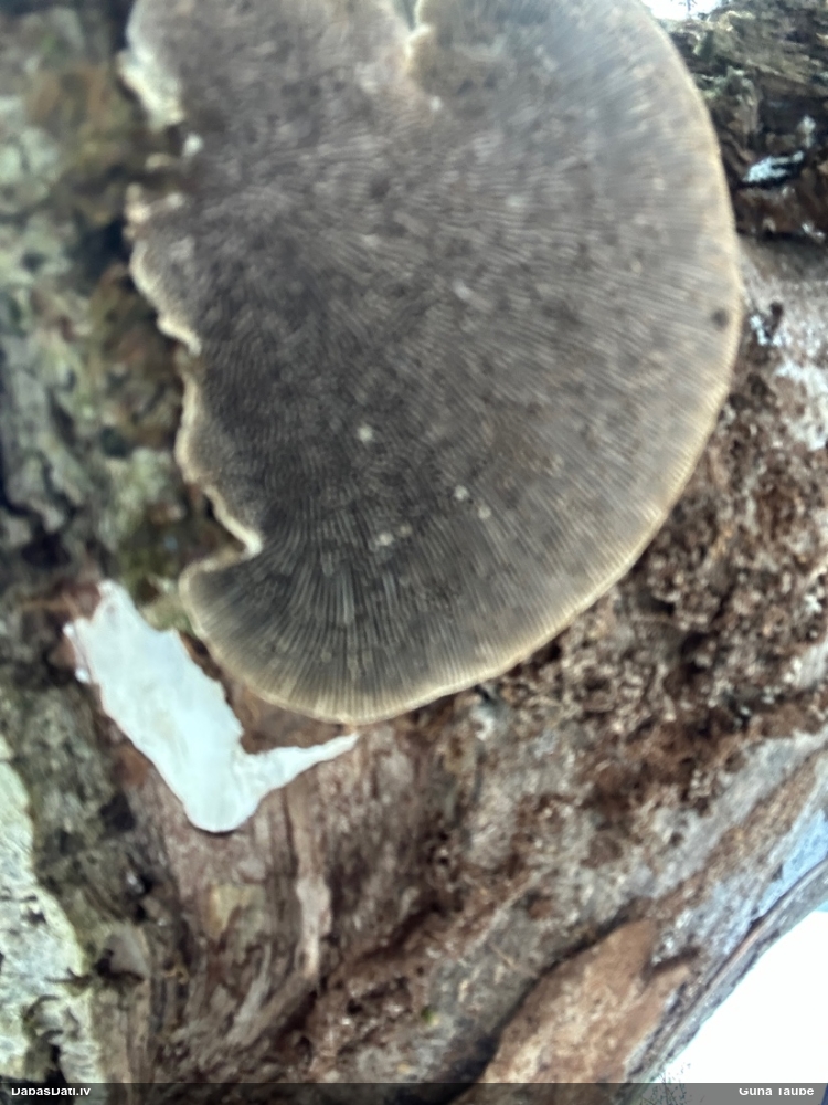 Parastā labirintpiepe