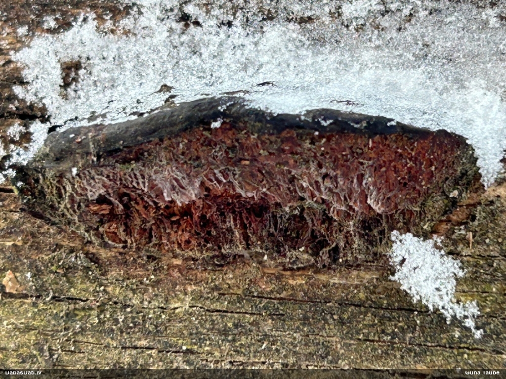 Sārtā mīkstpiepe