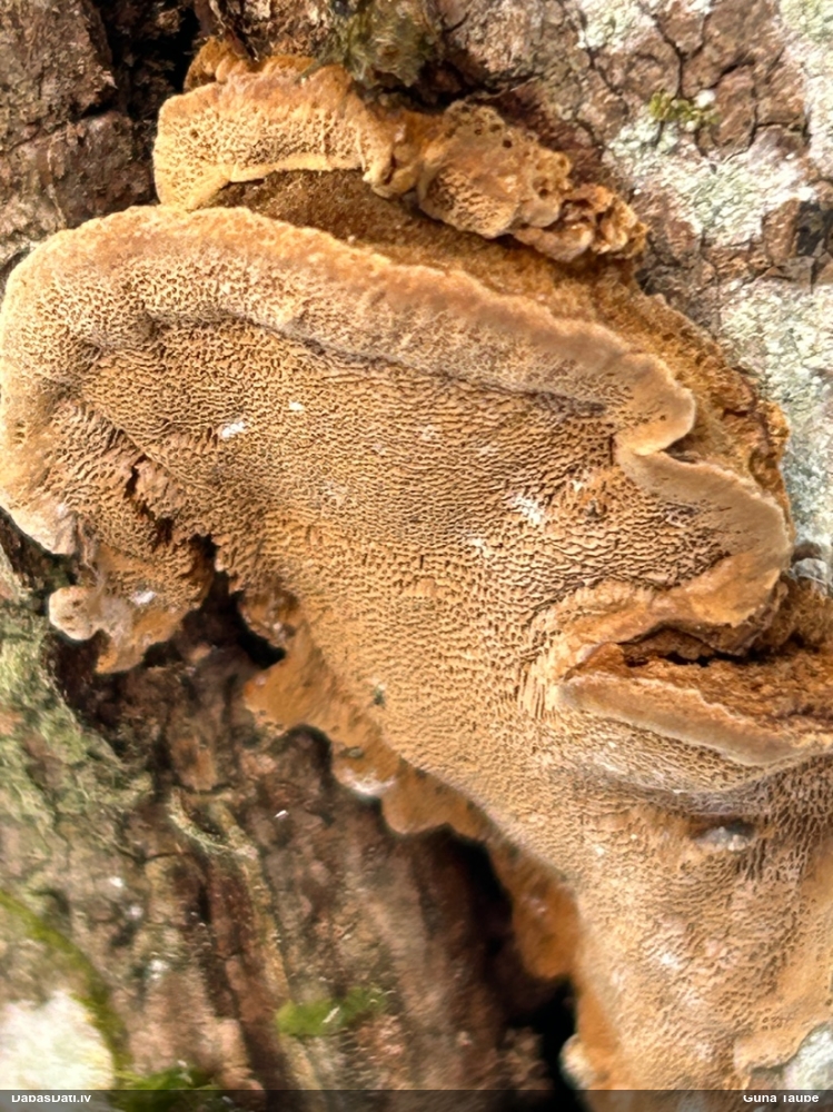Piepe (nenoteikta)