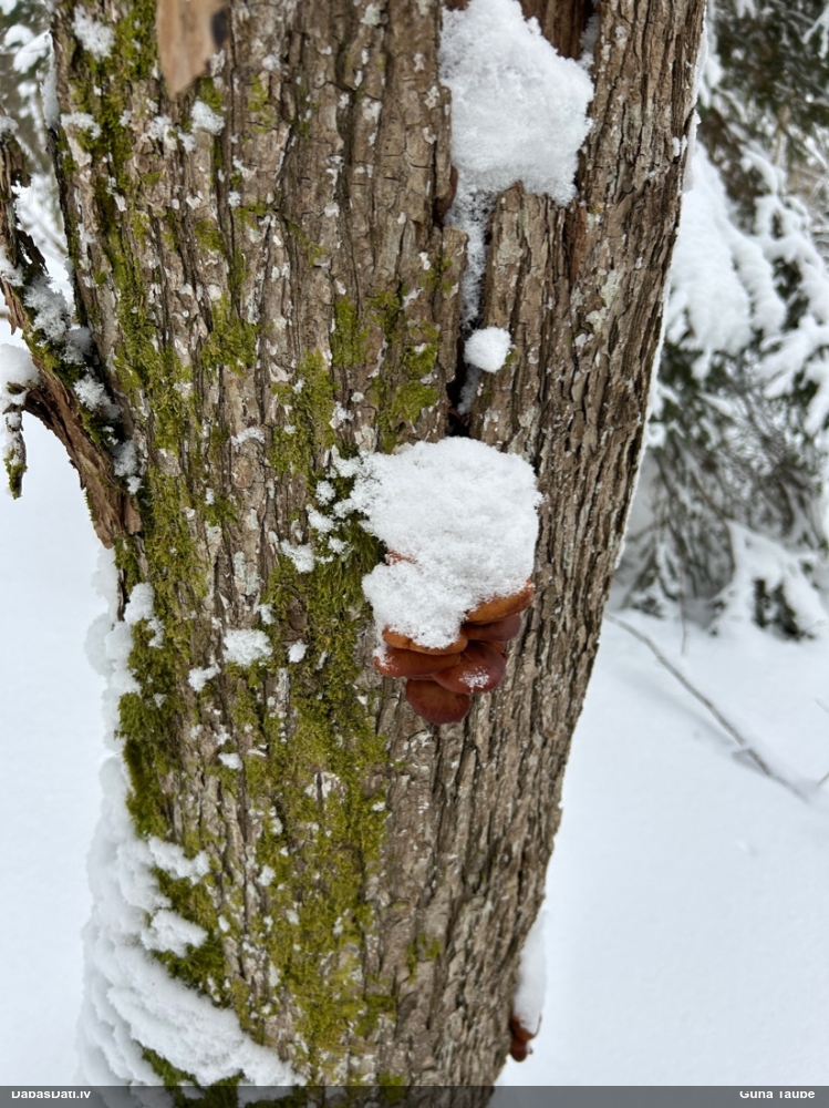 Samtainā ziemene (ziemas celmene)