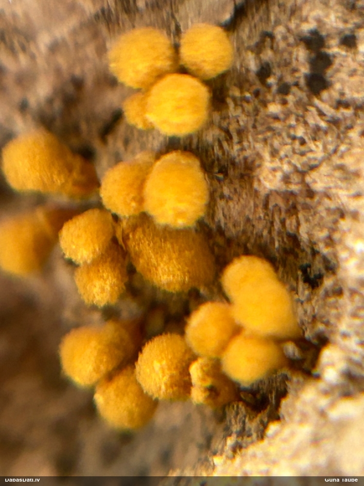 Hemitrihija (nenoteikta)