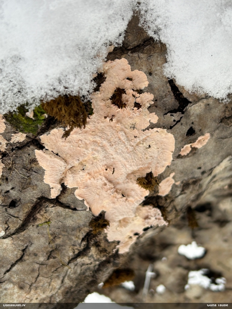 Sēne Corticium roseum