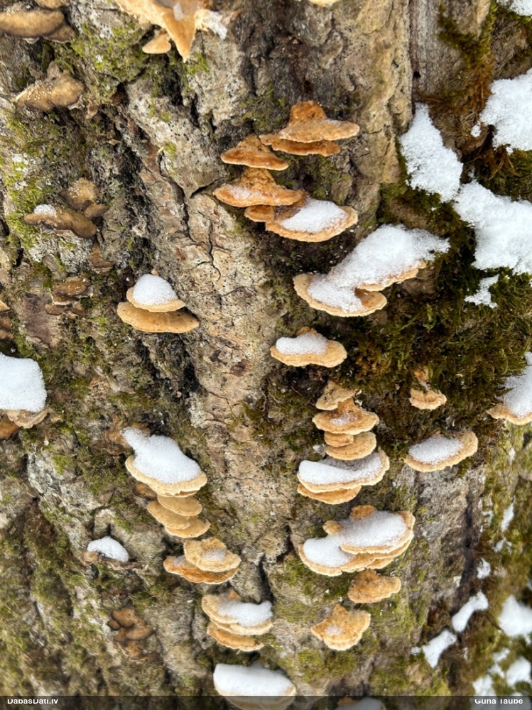 Dzeltenā tauriņpiepe