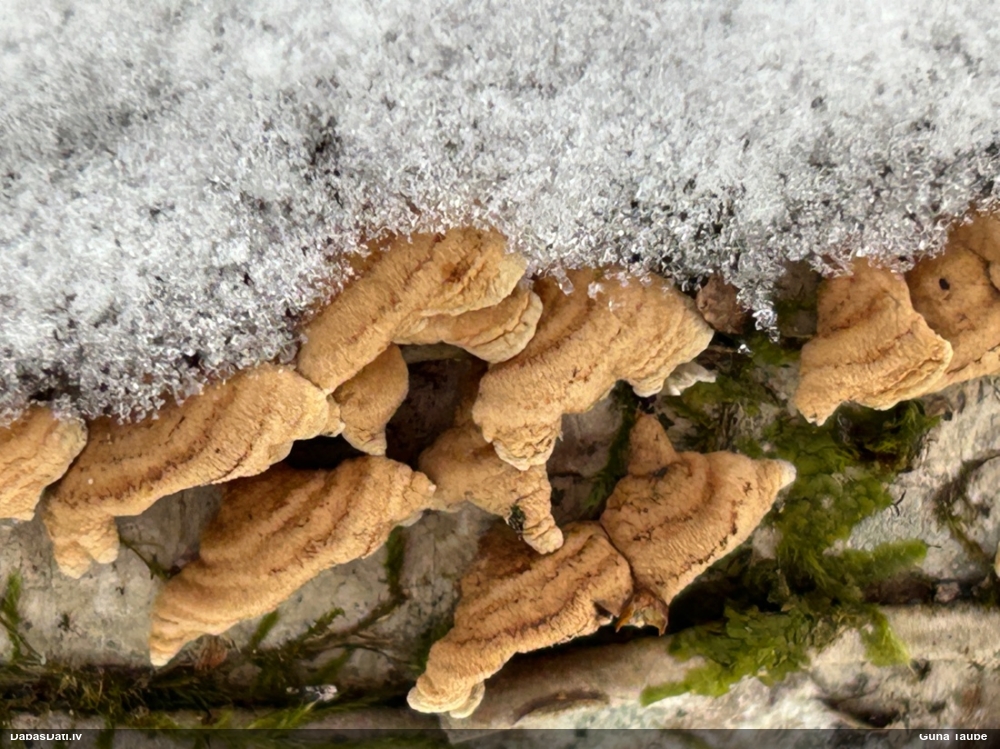 Cirtainā kroklapīte