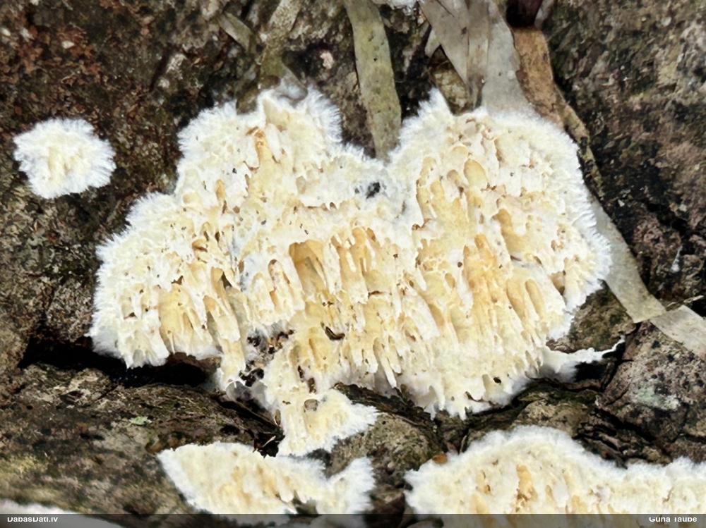 Piena grābeklene
