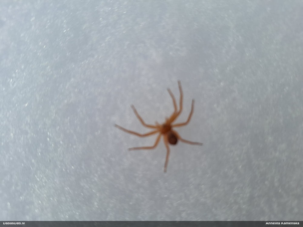 Māņkrabjzirneklis Philodromus sp.