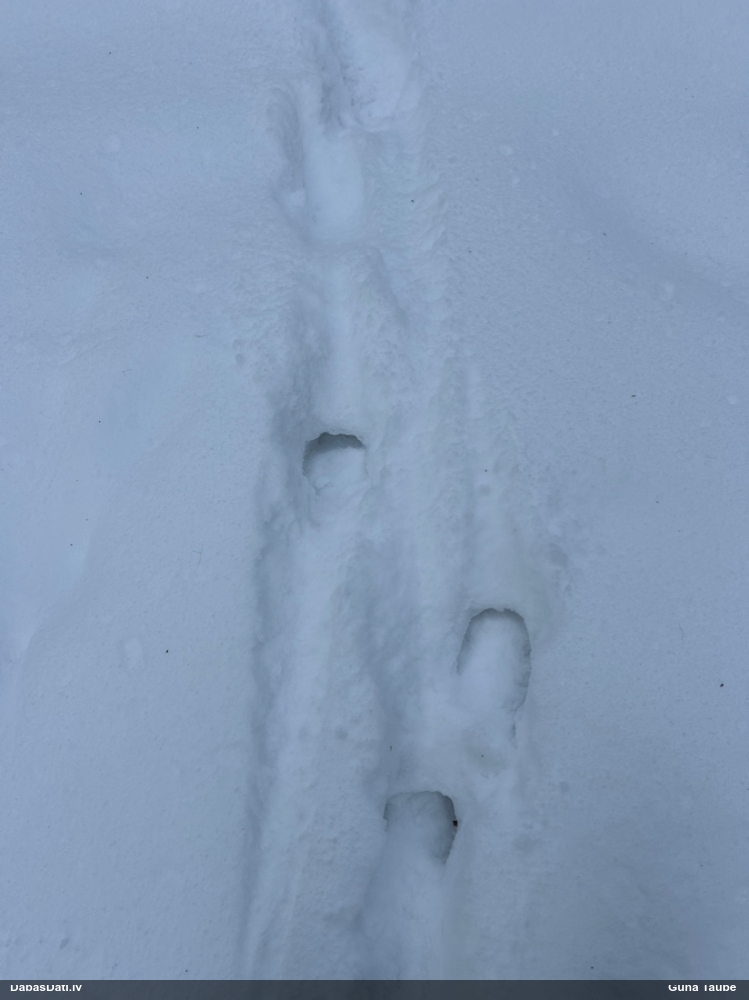 благородный олень