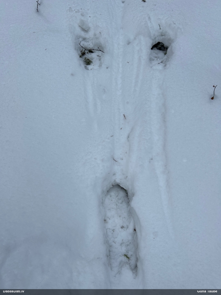 благородный олень