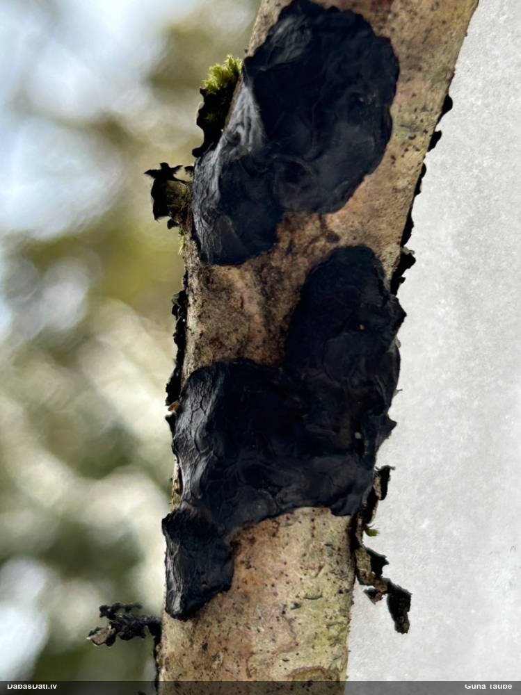 Black Jelly Roll