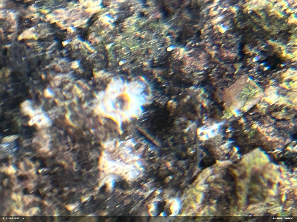 Cannon Fungus