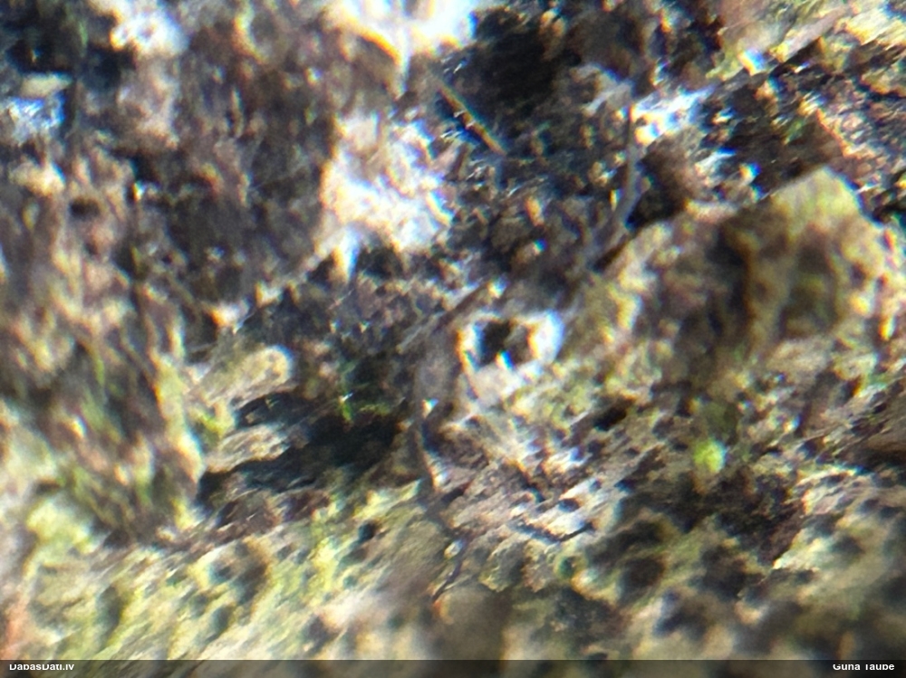 Cannon Fungus