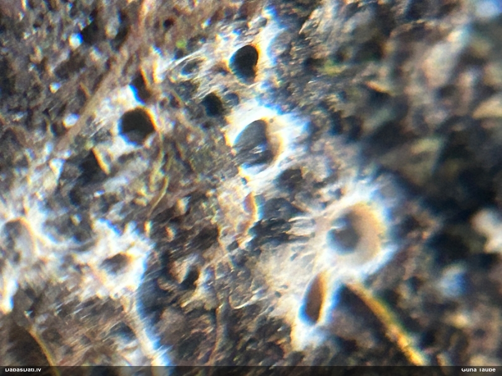 Cannon Fungus