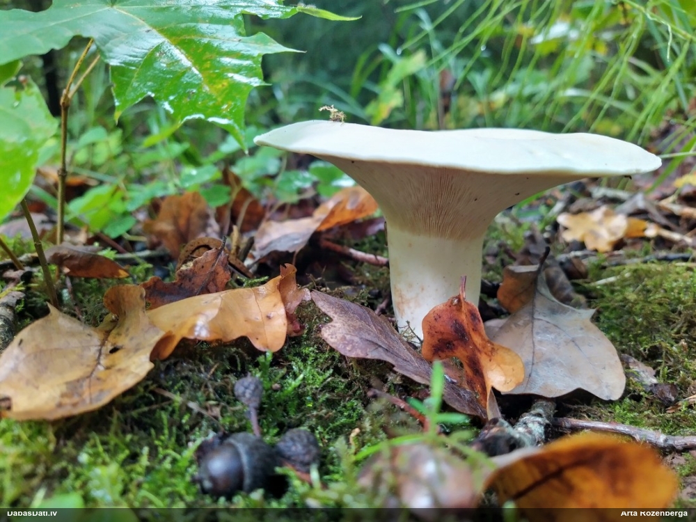 Lapiņsēne (nenoteikta)